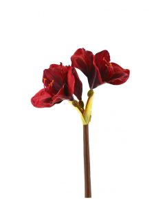 Amaryllis punainen 50cm