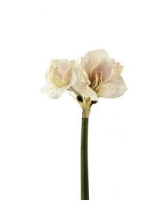 Amaryllis vaalea rosa 50cm