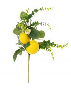 Sitruunapuunoksa 50cm